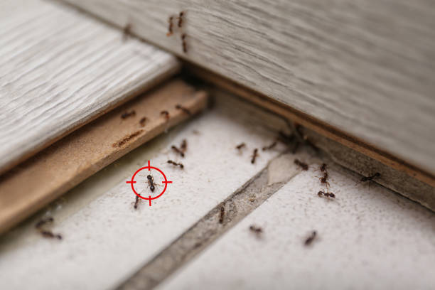 Best Pest Removal Services  in Dillsboro, IN