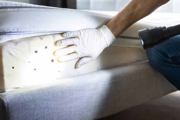 Best Pest Control for Restaurants  in Dillsboro, IN