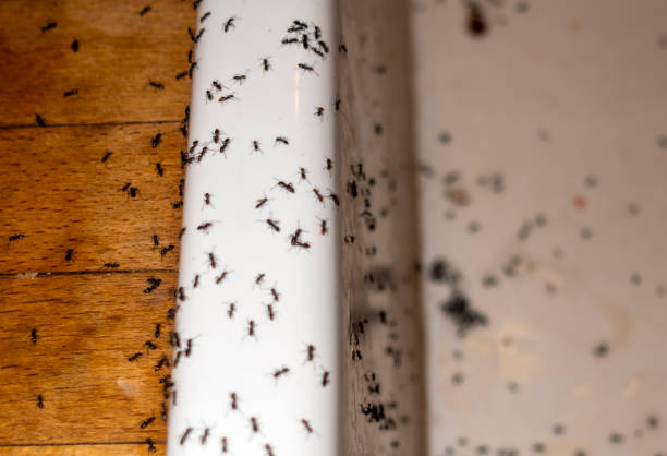 Best Pest Control Treatment  in Dillsboro, IN