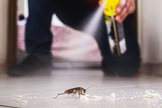 Best Flea Control Services  in Dillsboro, IN